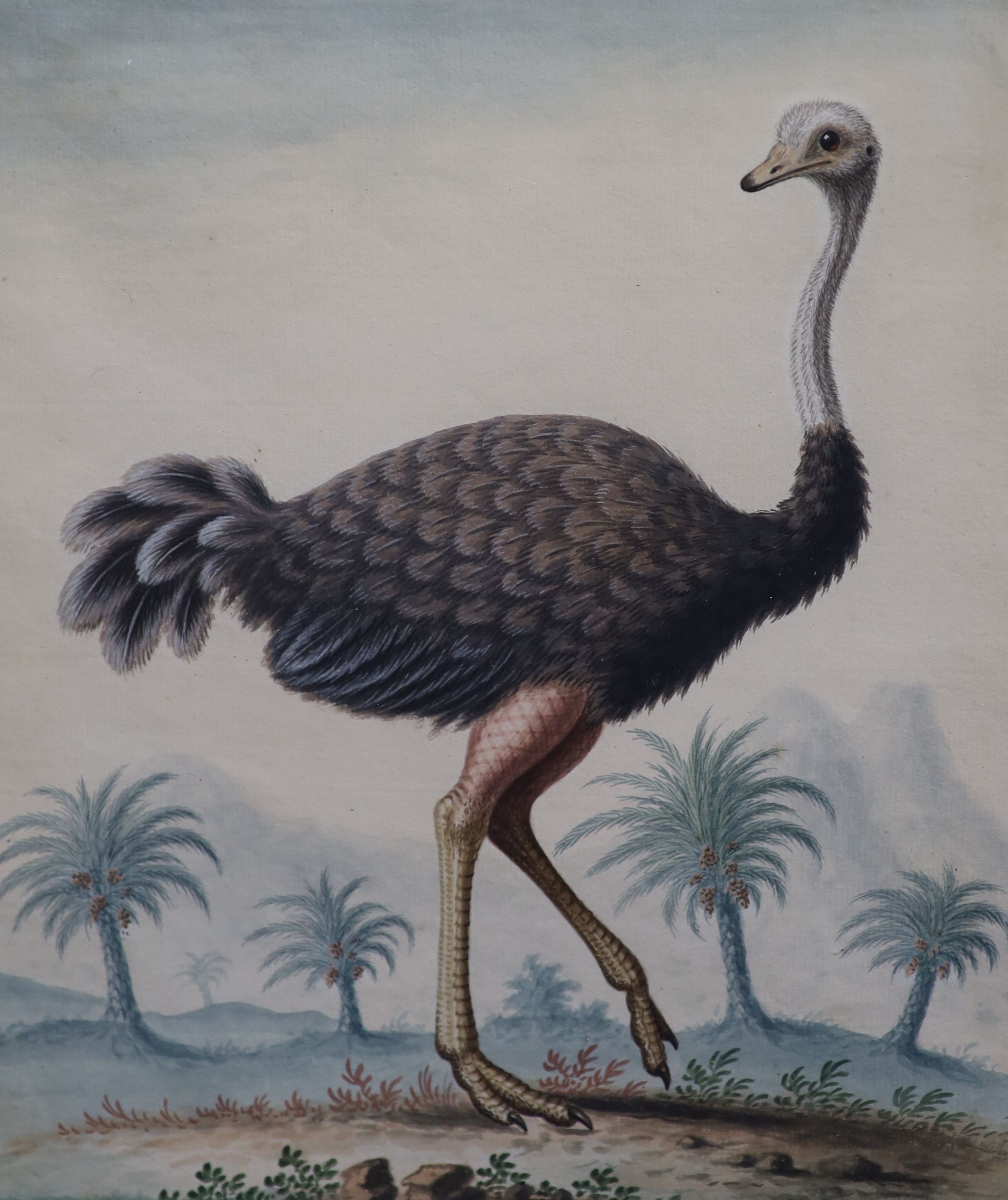 George Edwards (1694-1773), 'Struthia Camelus, The Ostrich' c.1740-45, watercolour on paper, 27 x 22.5cm